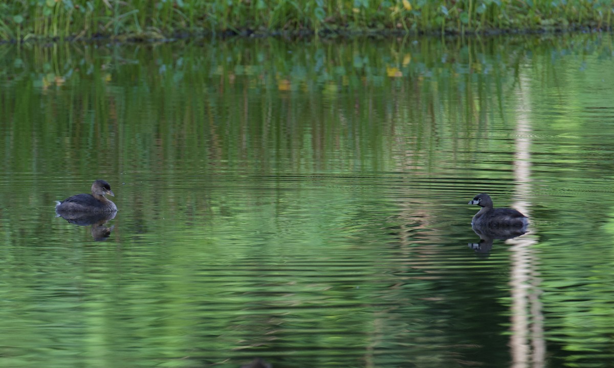 Pied-billed Grebe - ML641110540