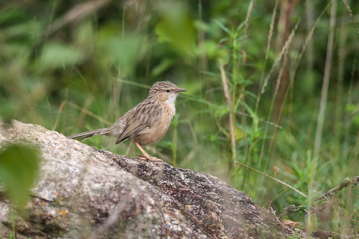 Common Babbler - ML641110543