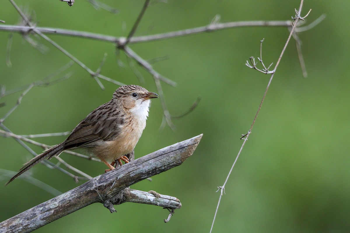 Common Babbler - ML641110544