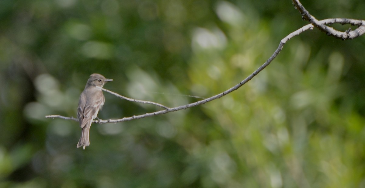 Western Wood-Pewee - ML641110548