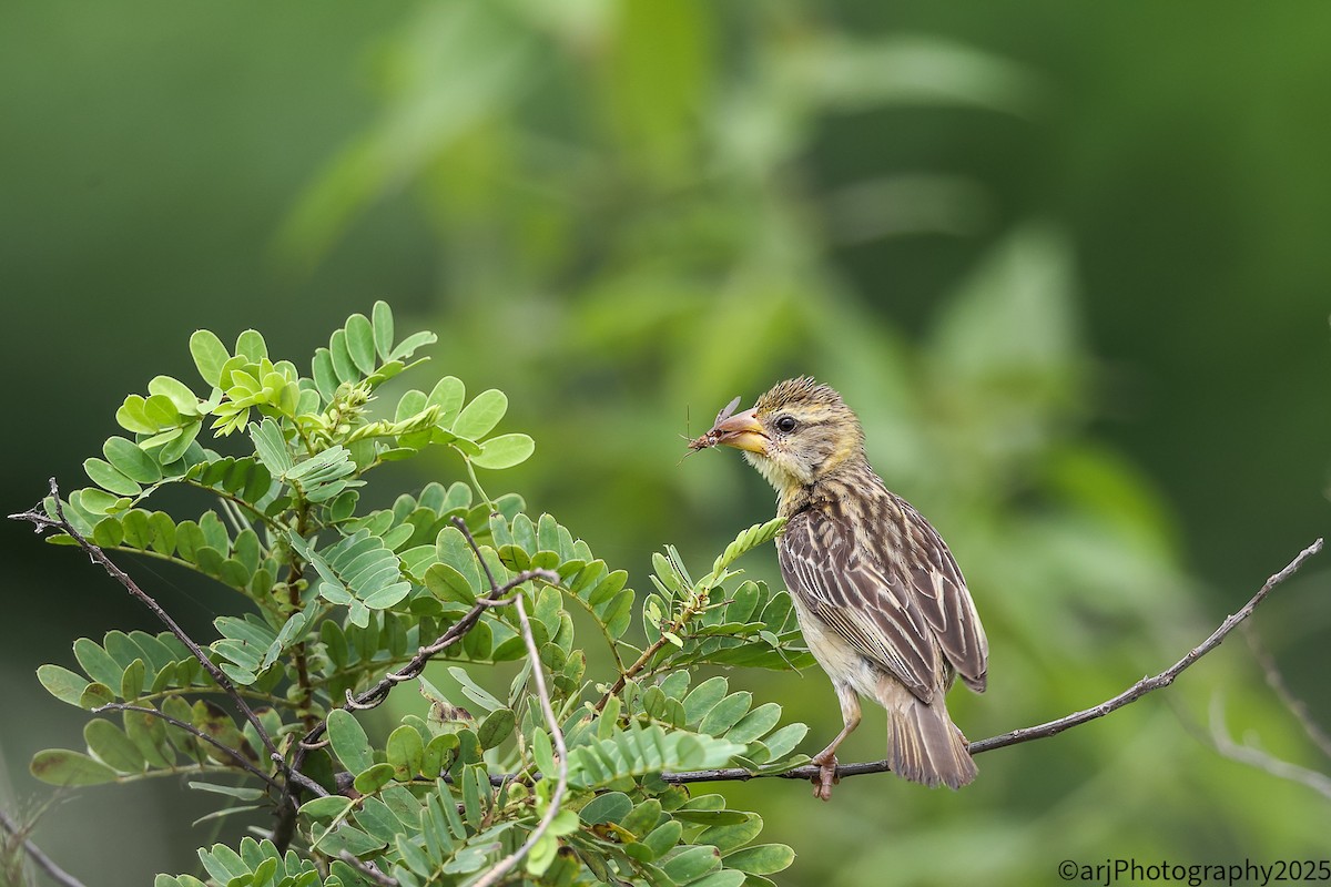 Baya Weaver - ML641110550