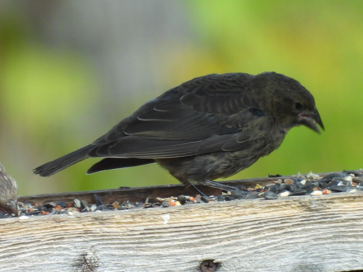 Brown-headed Cowbird - ML641110563