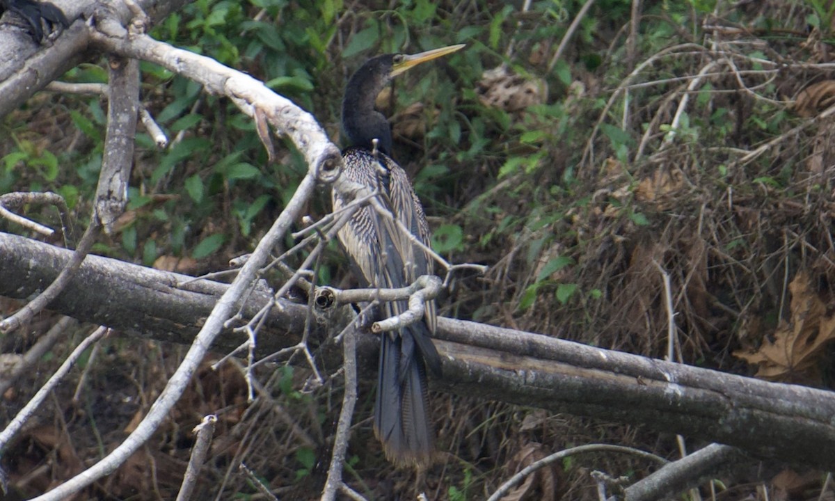 Anhinga - ML641110580