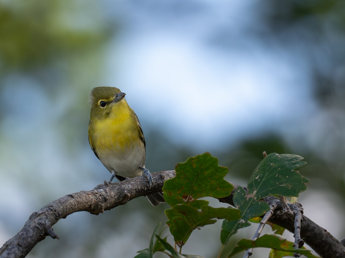 Yellow-throated Vireo - ML641110598