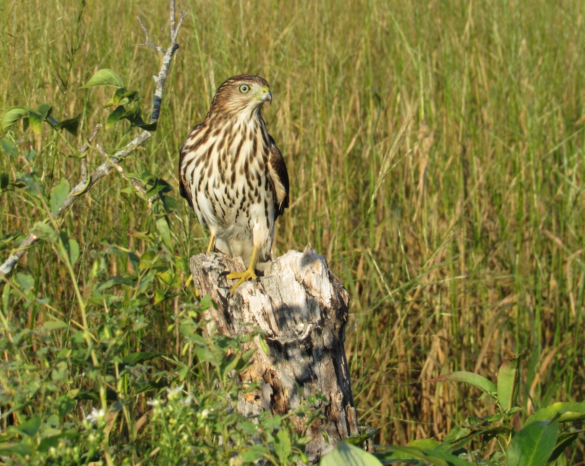 Cooper's Hawk - ML641110608
