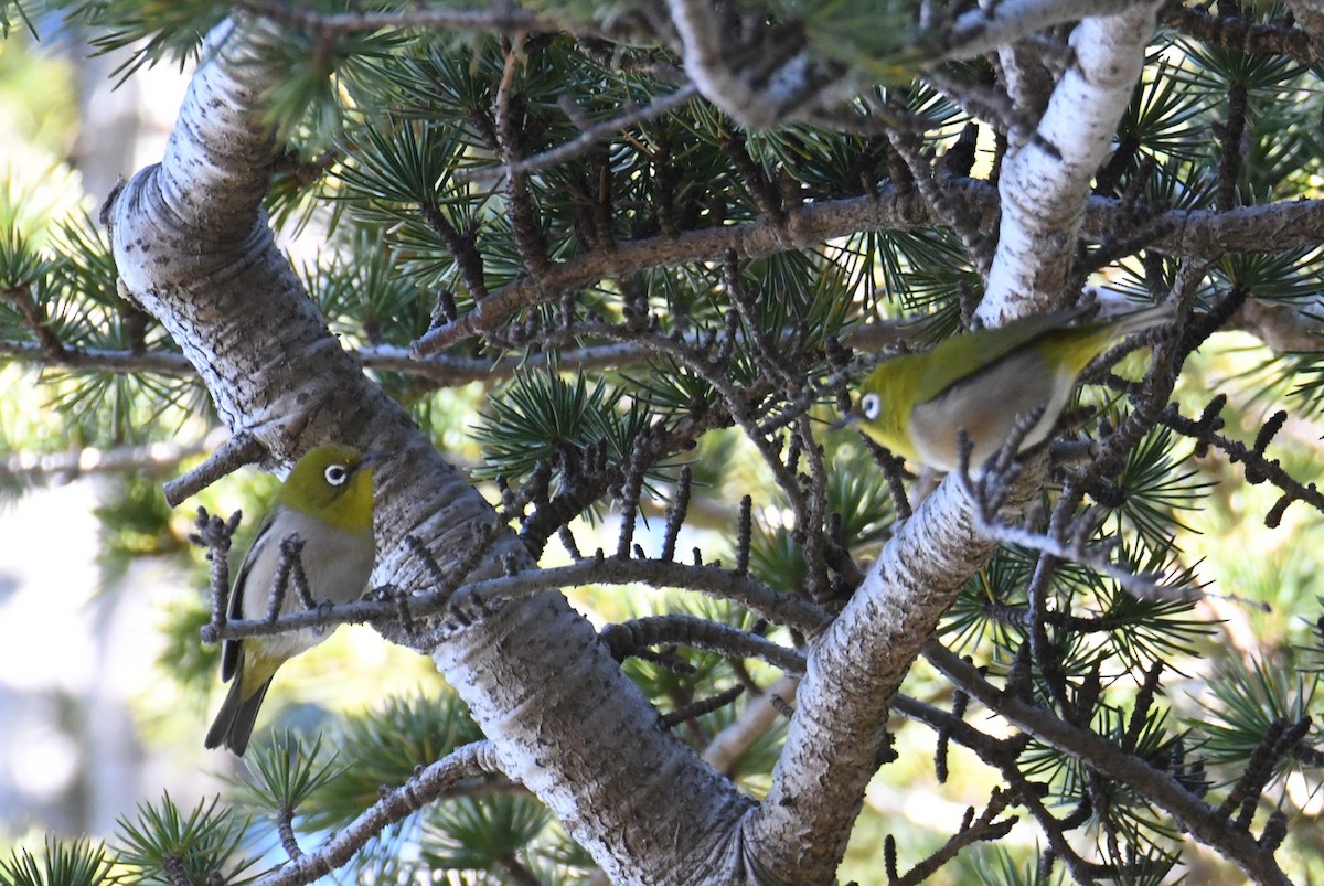 Warbling White-eye - ML641110683