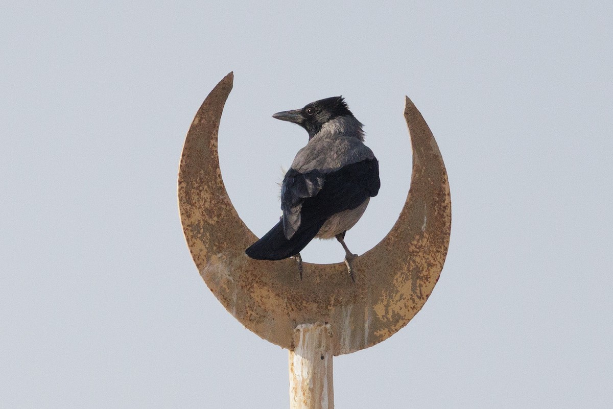 Hooded Crow - ML641110691