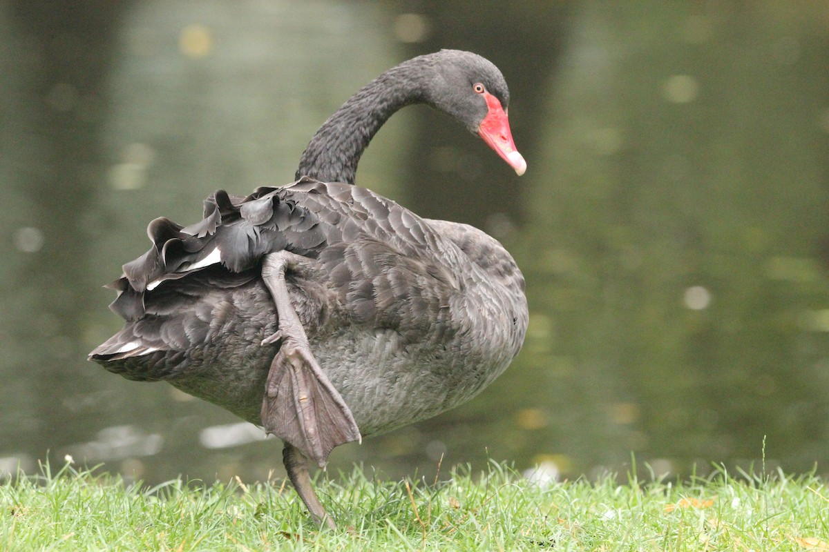 Black Swan - ML641110692