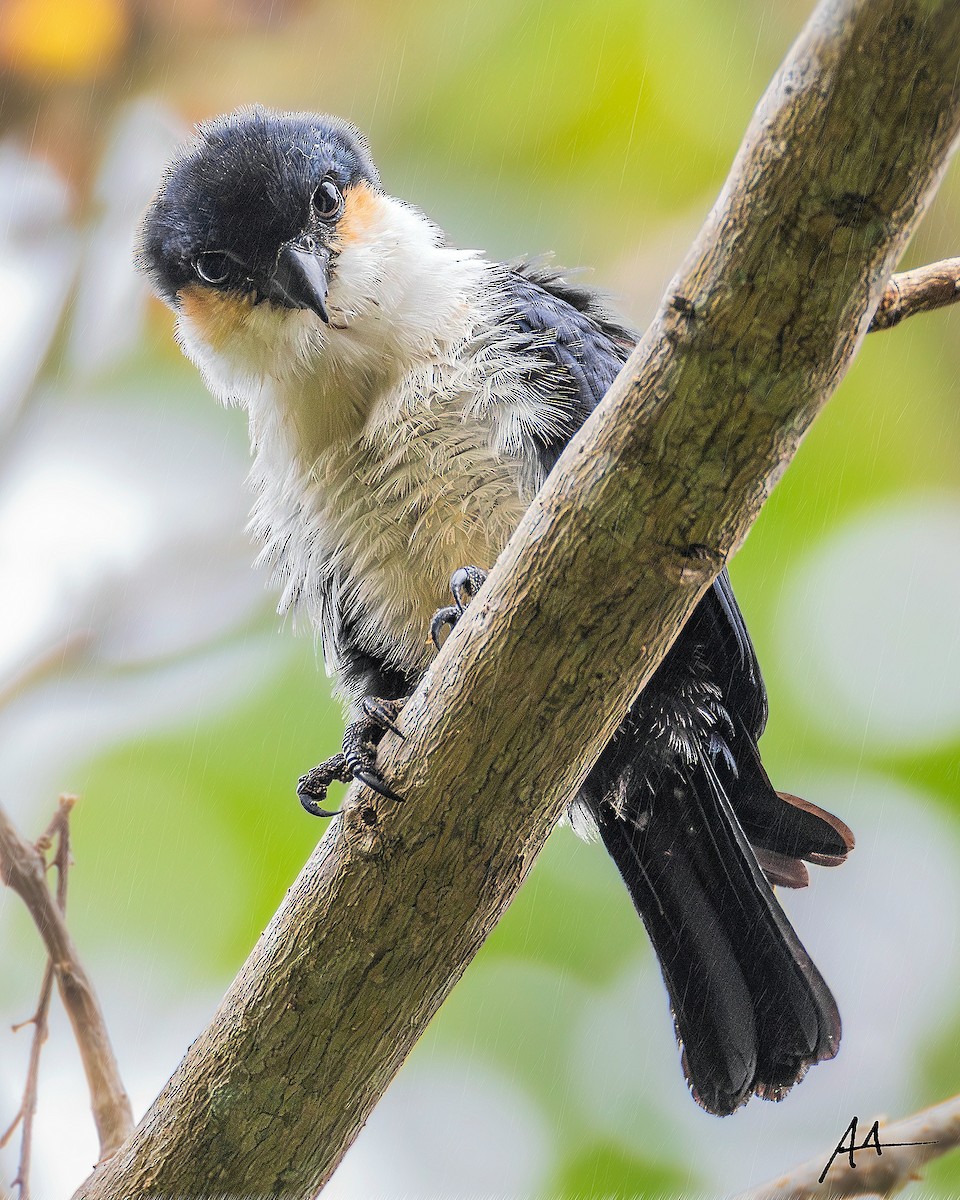 Philippine Falconet - ML641110719