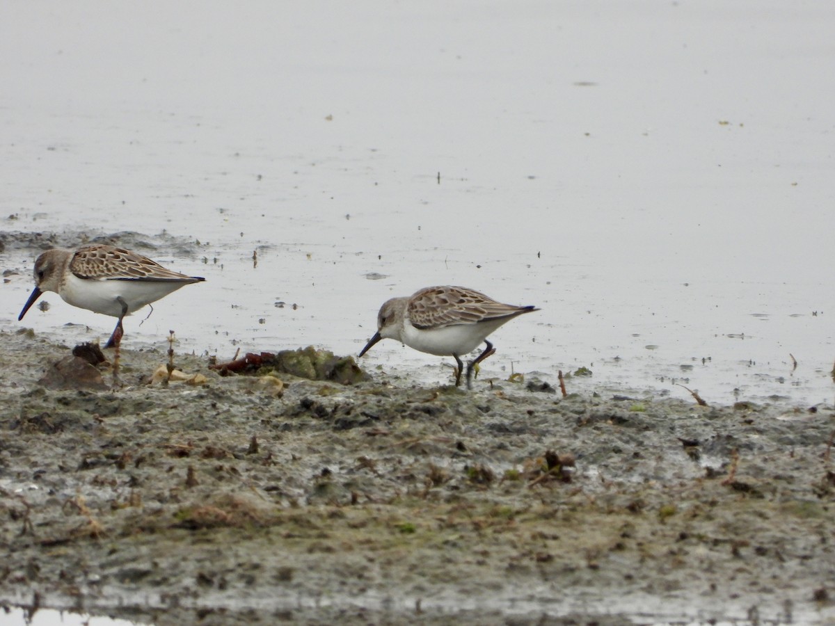 Semipalmated Sandpiper - ML641110732