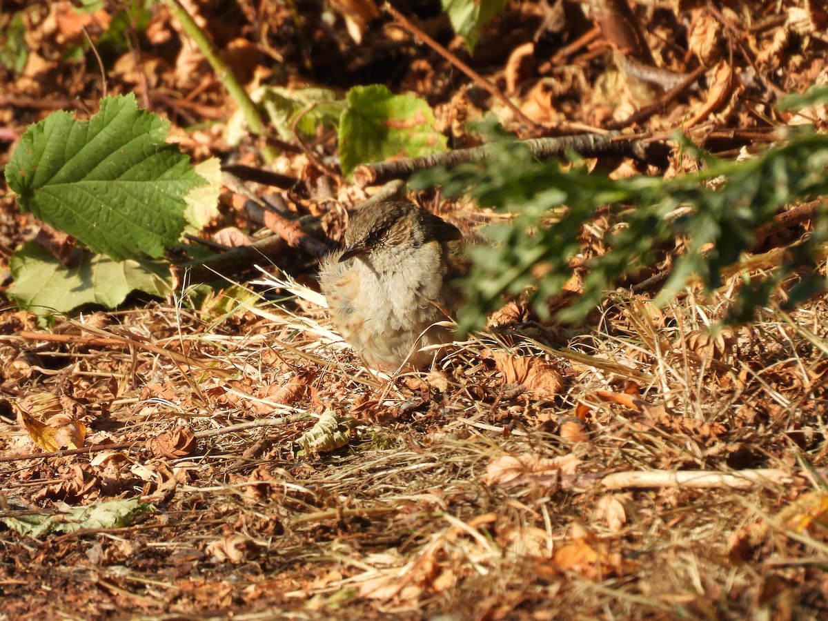 Dunnock - ML641110759
