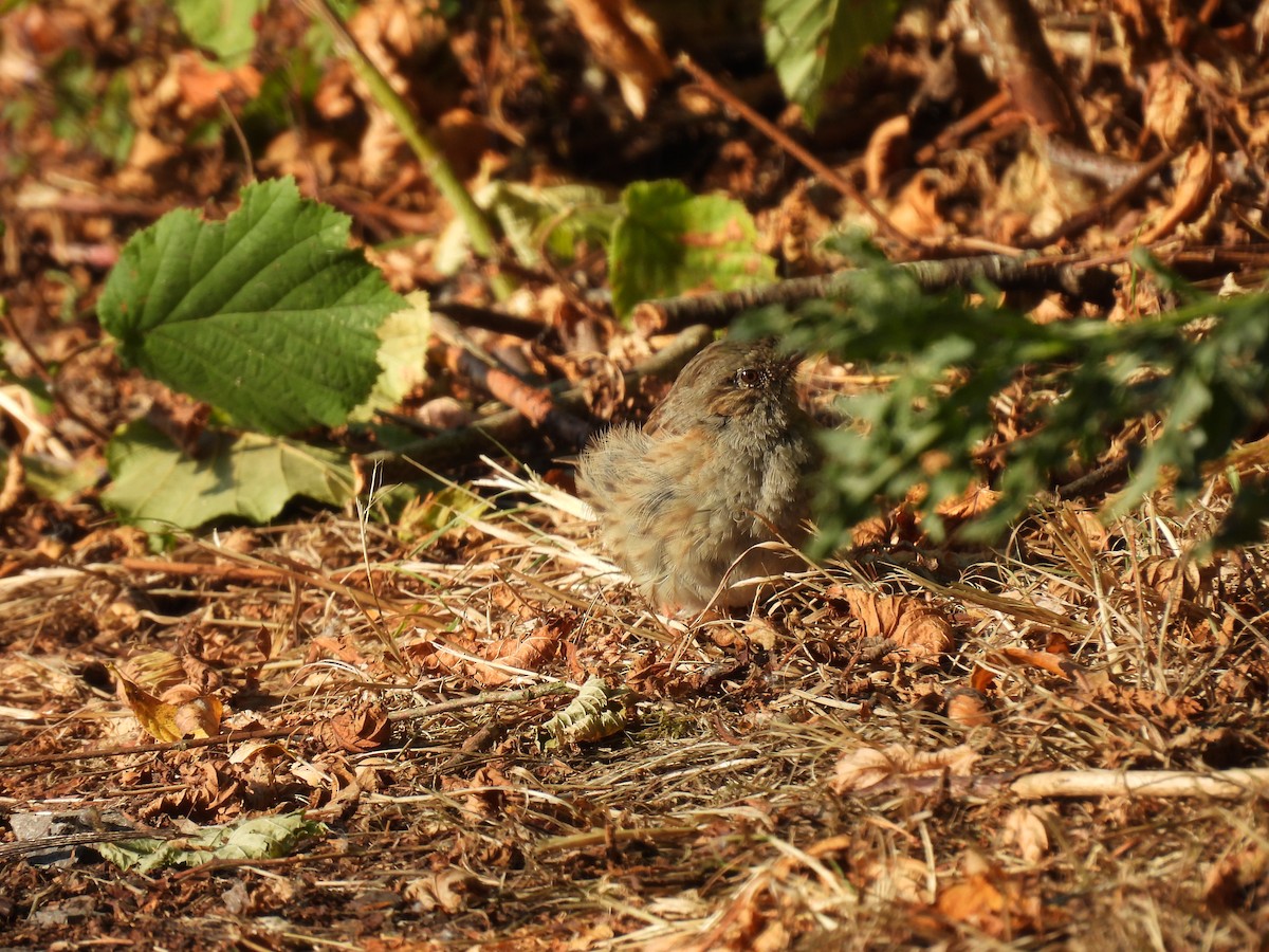 Dunnock - ML641110760