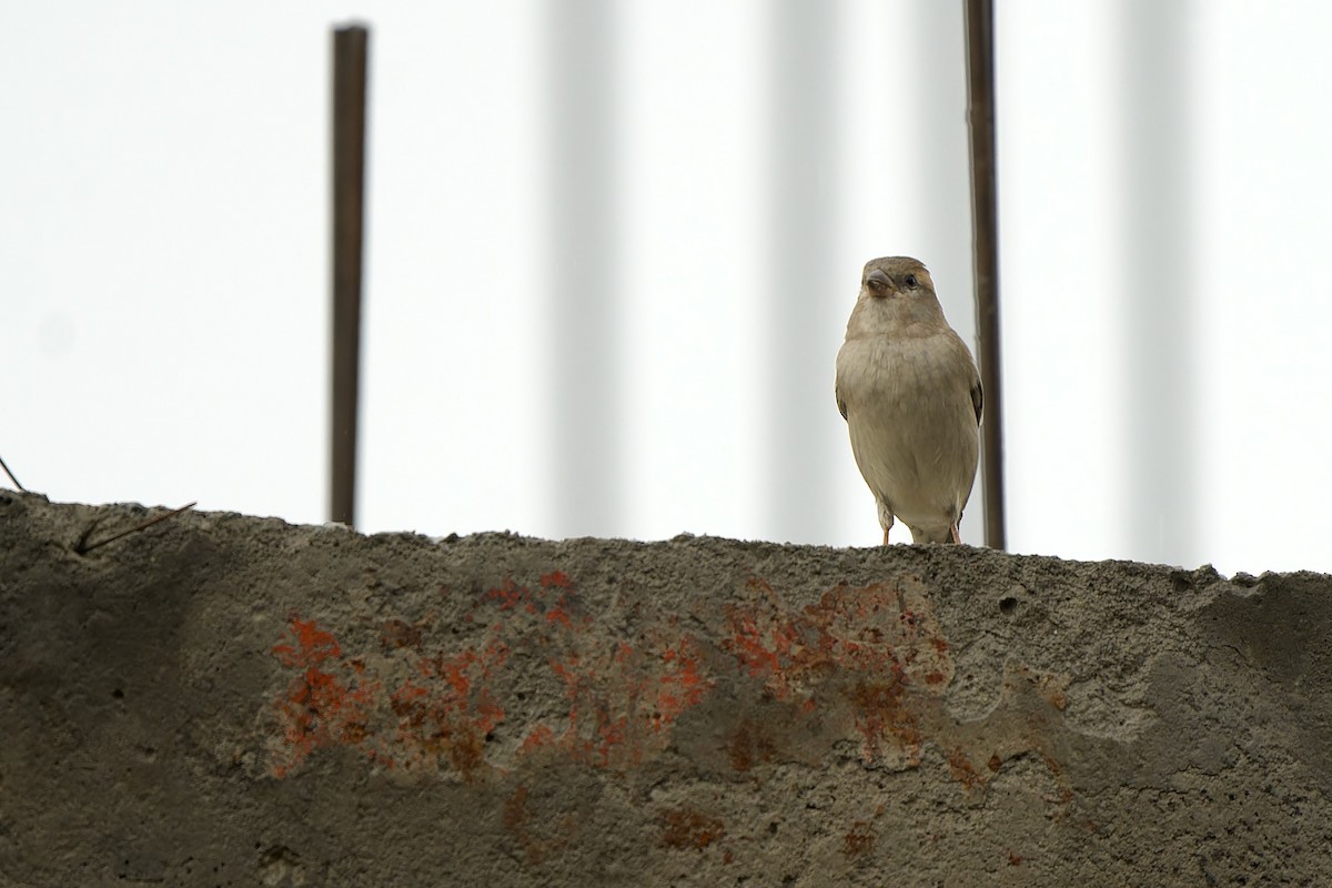 House Sparrow (Indian) - ML641110766