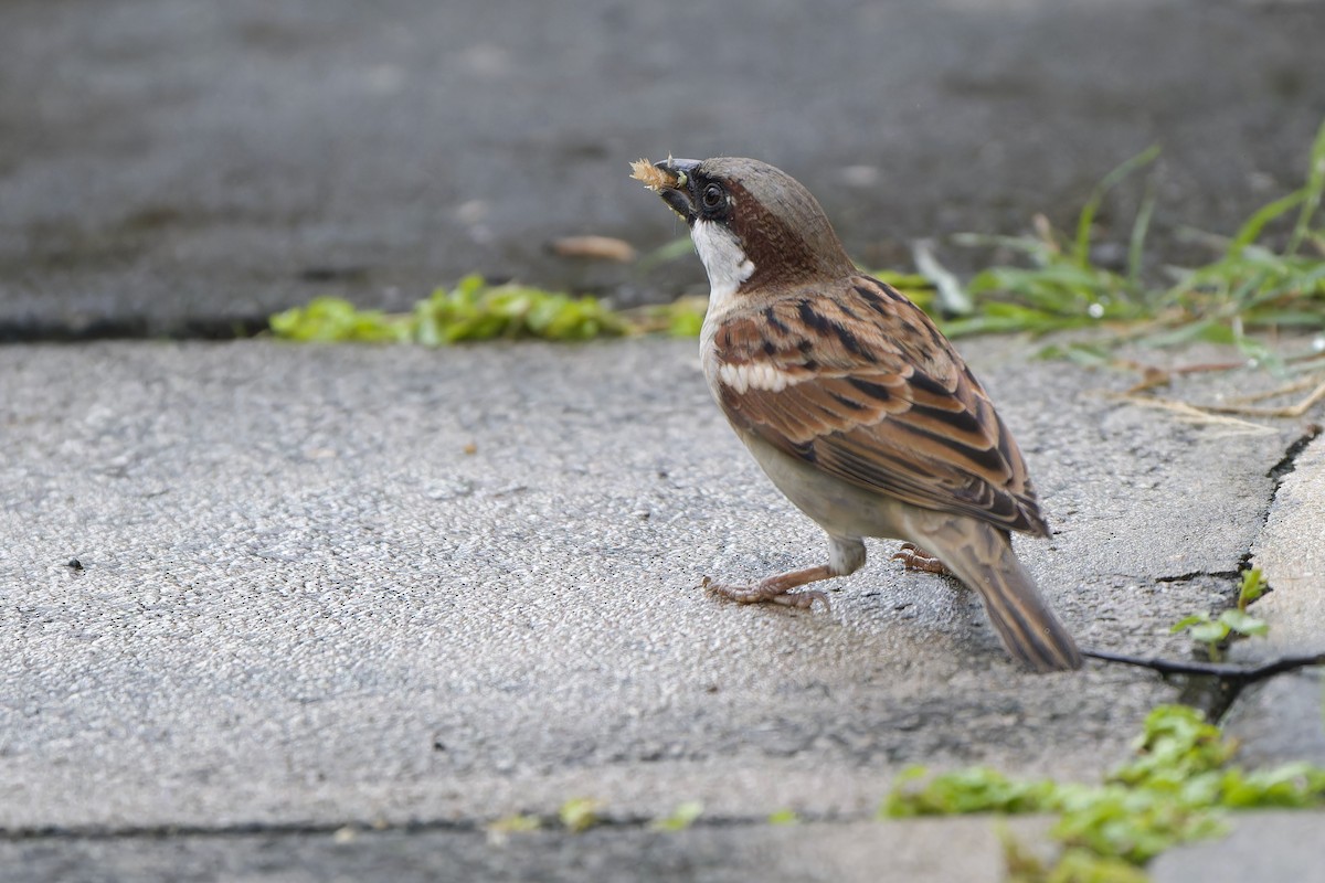 House Sparrow (Indian) - ML641110770