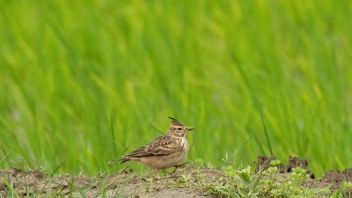 Malabar Lark - ML641110772