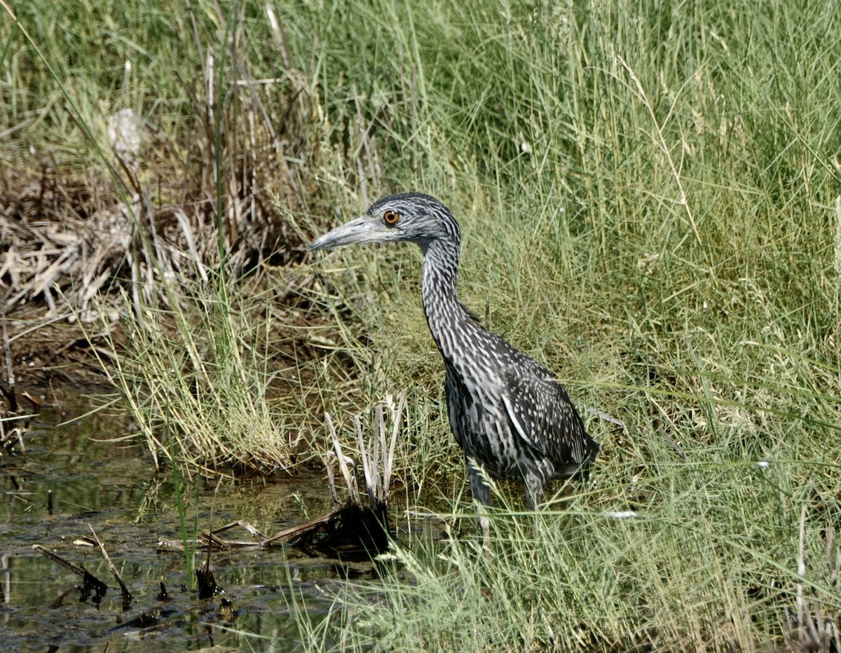 Yellow-crowned Night Heron - ML641110777