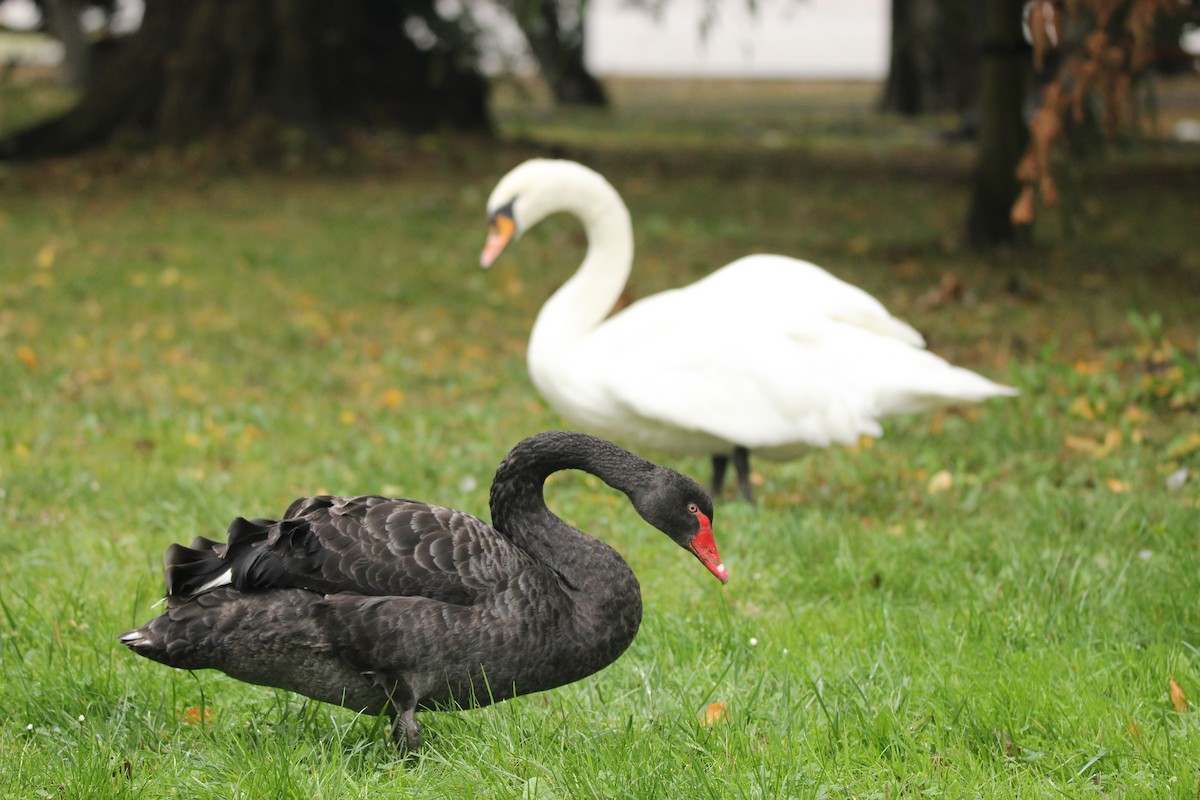 Black Swan - ML641110785