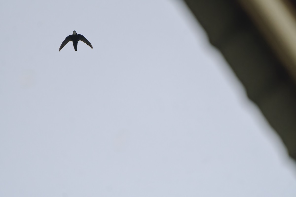 House Swift - ML641110795