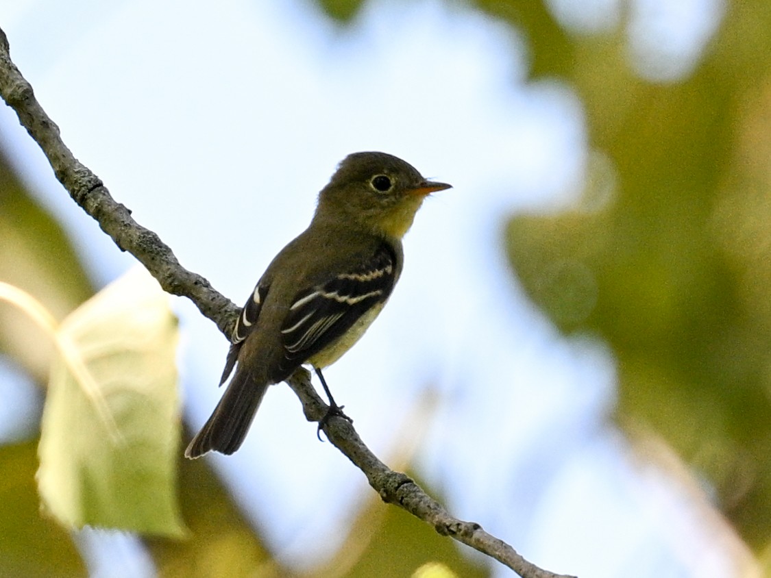 Yellow-bellied Flycatcher - ML641110822