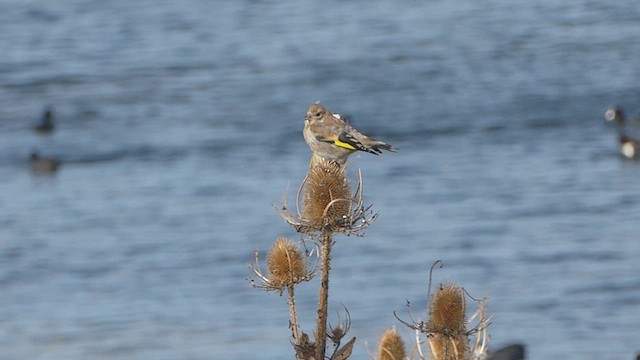 Бор бужирга - ML641110840