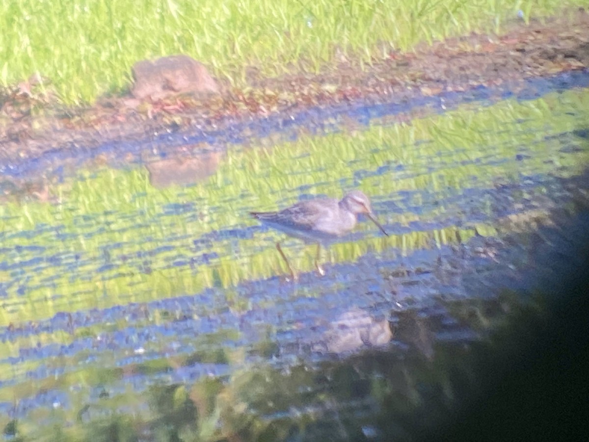 Stilt Sandpiper - ML641110842
