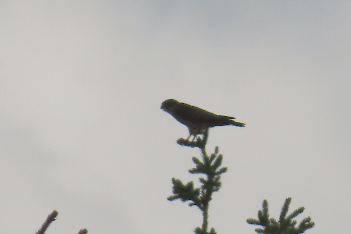 Merlin - ML641110851