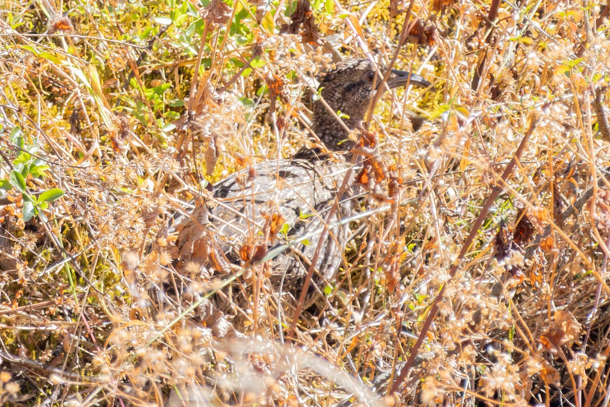 ハシナガシギダチョウ - ML641110858
