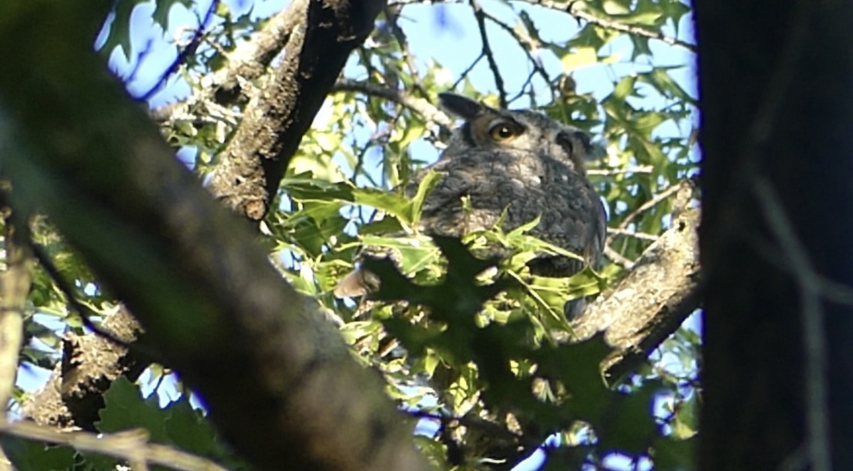 Great Horned Owl - ML641110865
