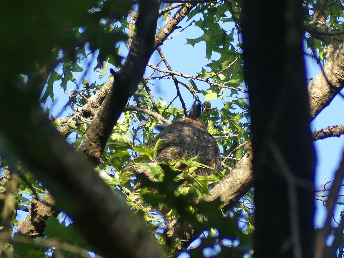 Great Horned Owl - ML641110866