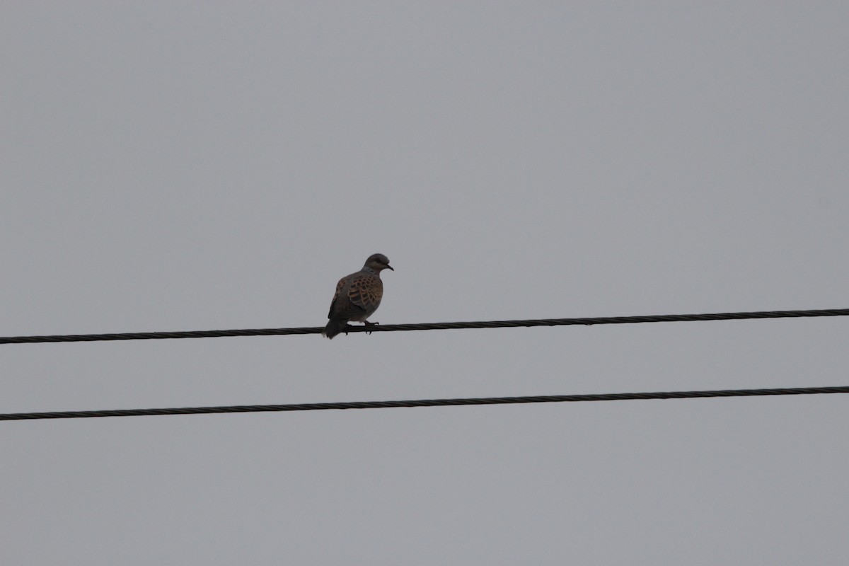 European Turtle-Dove - ML641110898