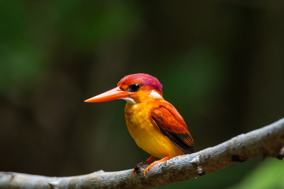 ledňáček rezavohřbetý - ML641110904