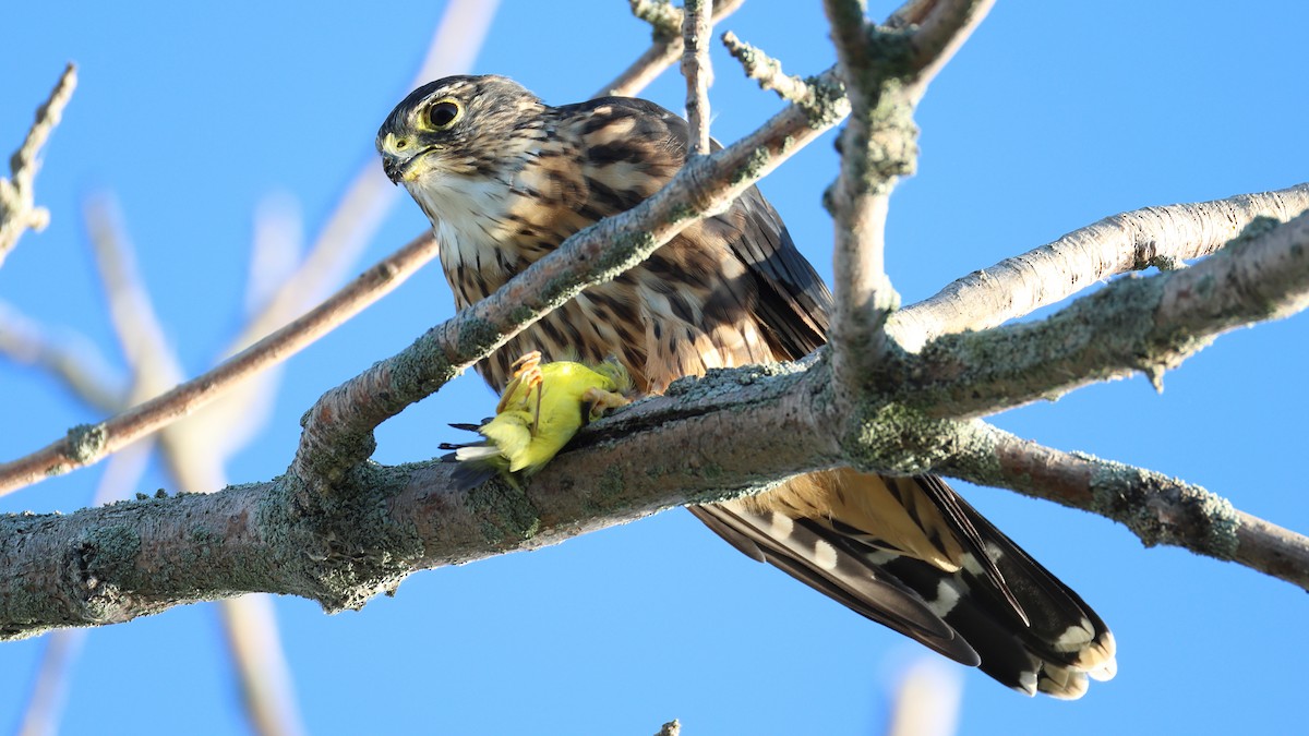 Merlin - ML641110958