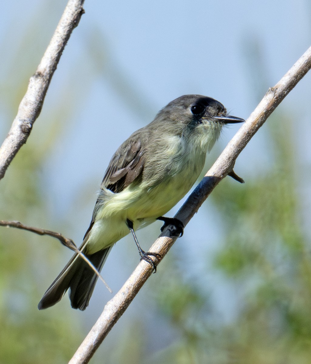 Eastern Phoebe - ML641110967