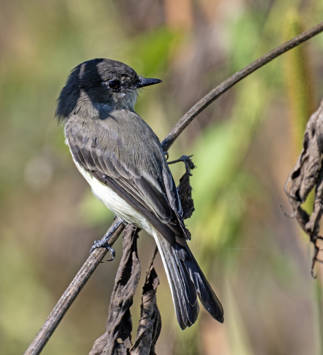 Eastern Phoebe - ML641110968