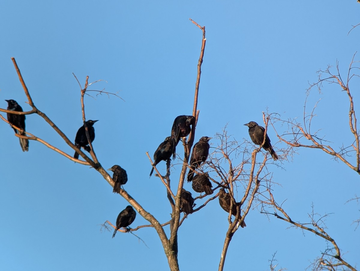 Common Grackle - ML641110984