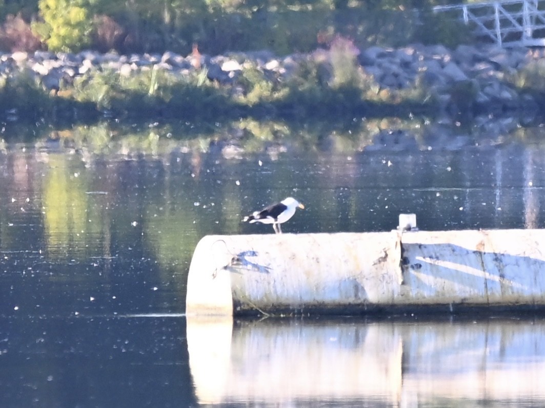 Great Black-backed Gull - ML641110989