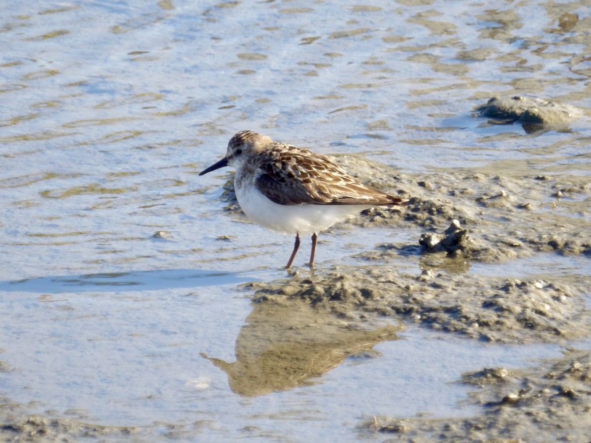 Semipalmated Sandpiper - ML641111016