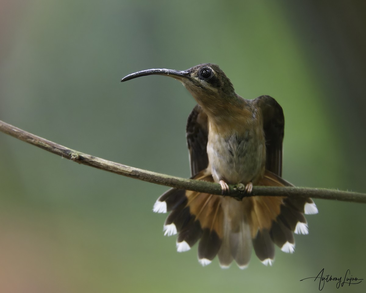 Bronzy Hermit - ML641111041