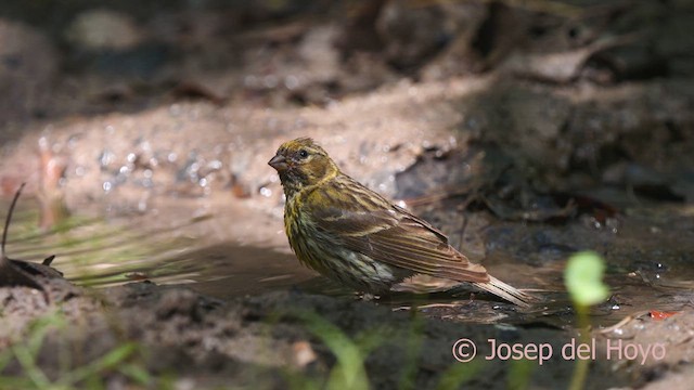 Serin cini - ML641111042