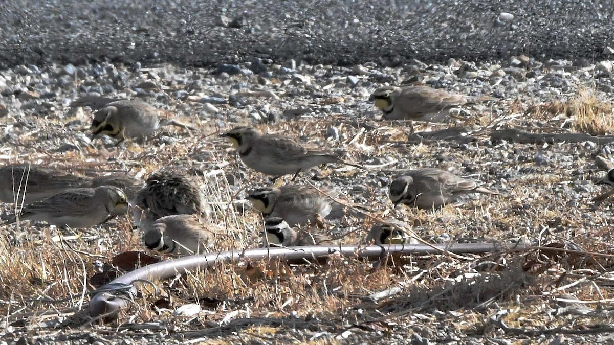 Horned Lark - ML641111049