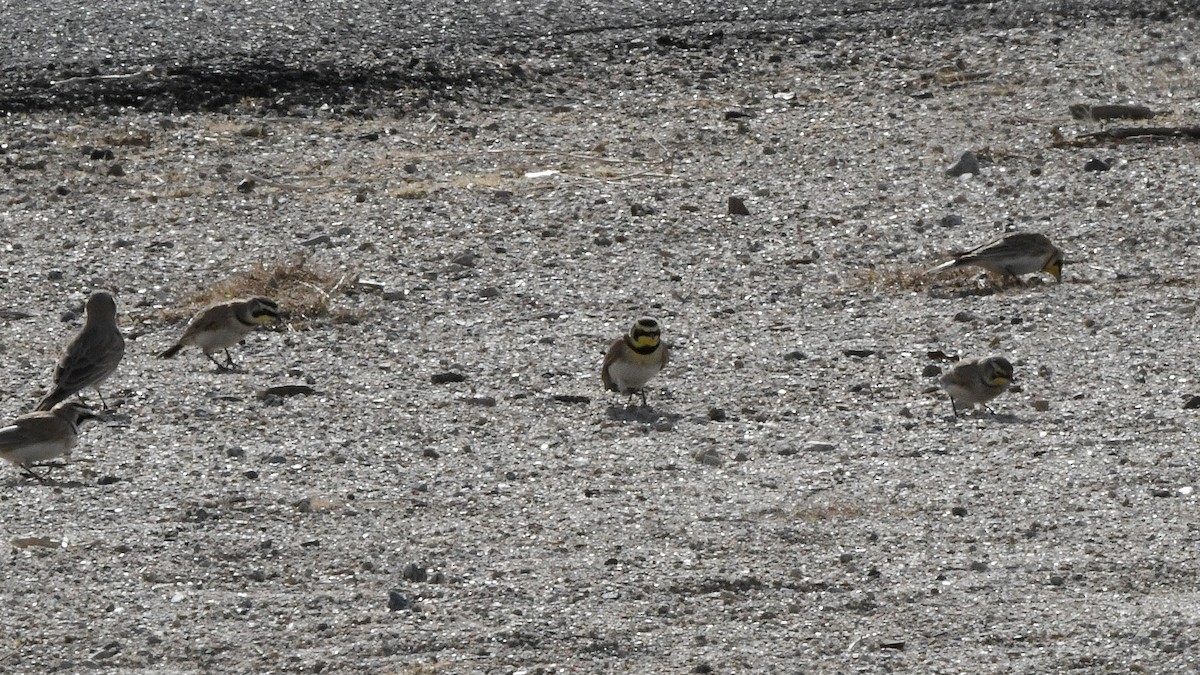 Horned Lark - ML641111050