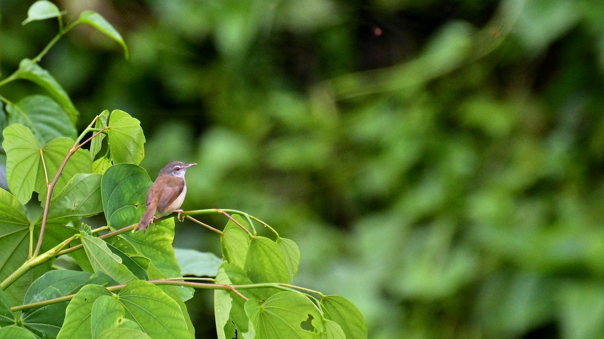 Rufescent Prinia - ML641111073