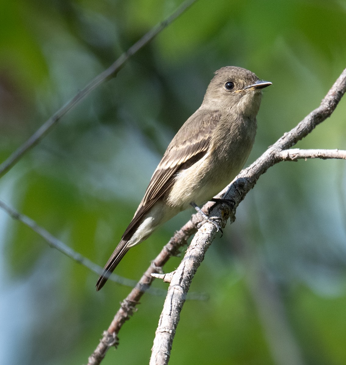 Western Wood-Pewee - ML641111094