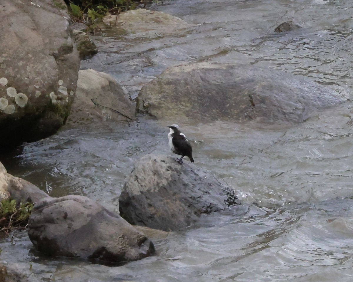 White-capped Dipper (White-bellied) - ML641111095