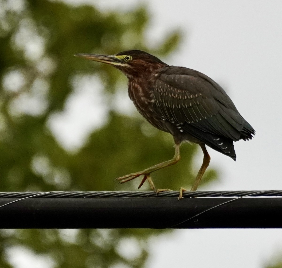 Green Heron - ML641111099