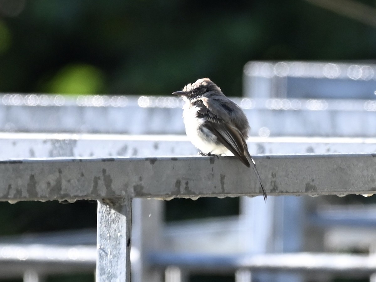 Eastern Phoebe - ML641111100
