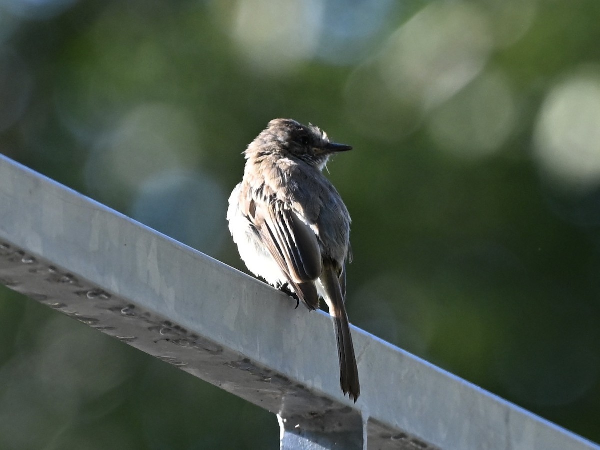 Eastern Phoebe - ML641111101