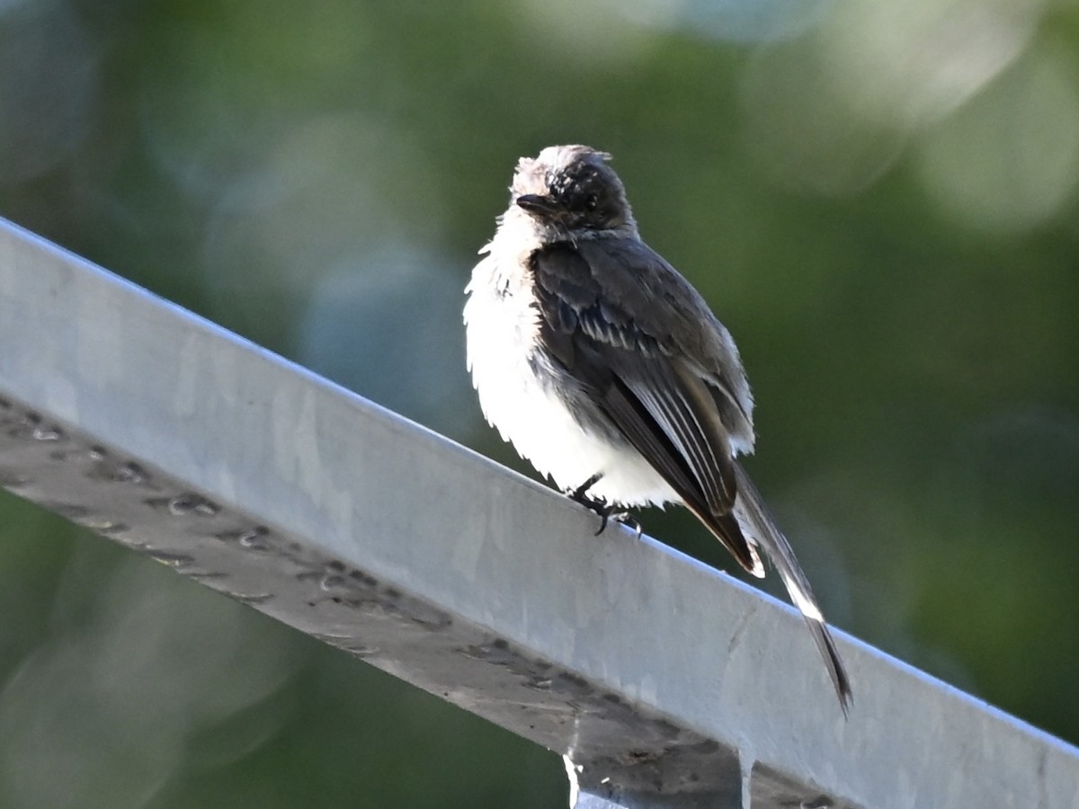 Eastern Phoebe - ML641111102