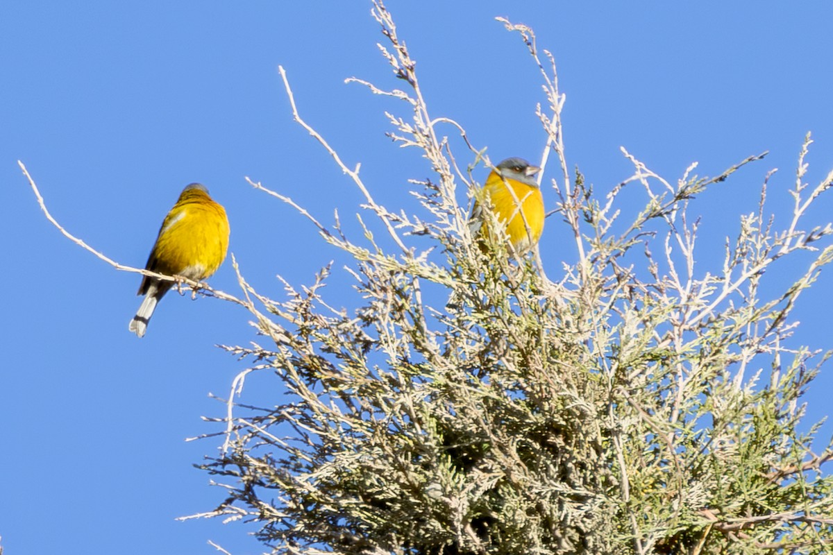 Peruvian Sierra Finch - ML641111104