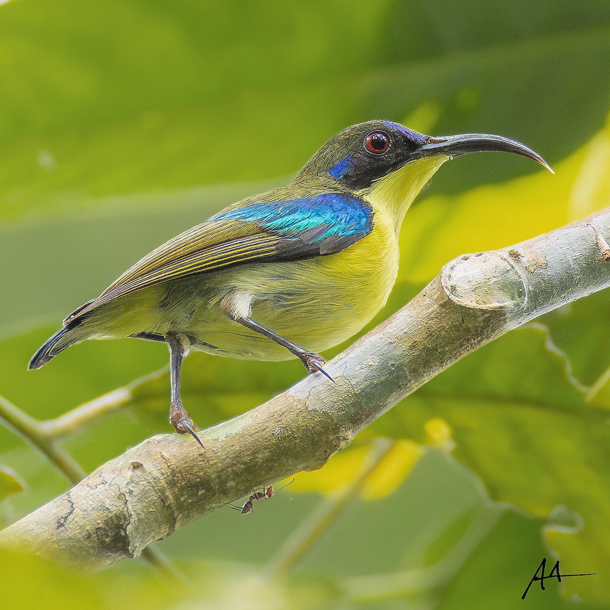 Metallic-winged Sunbird - ML641111124